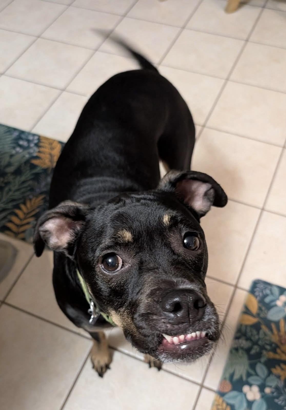 Enlarge Archie, a Adoptable mixed breed in Cleveland, OH image 4/6