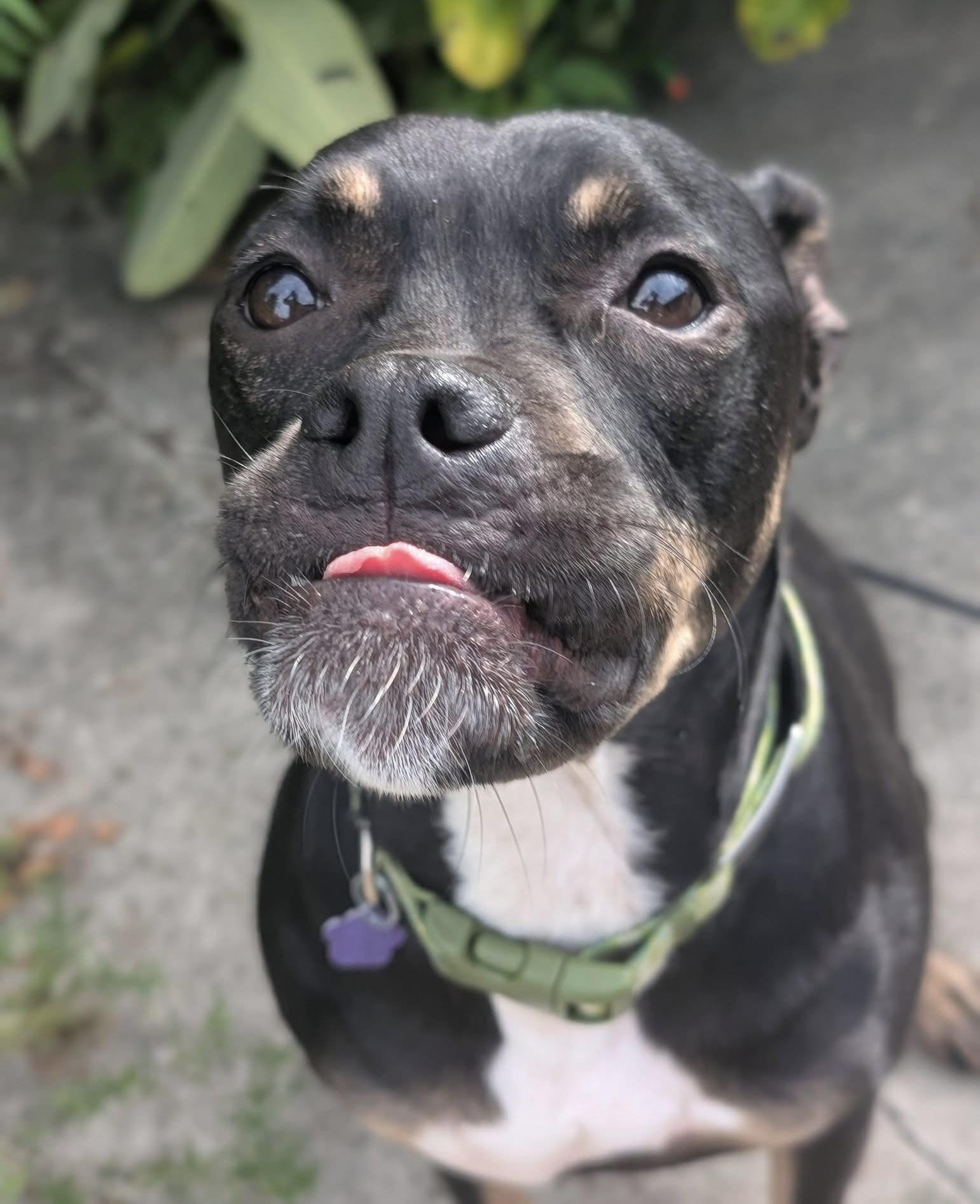 Enlarge Archie, a Adoptable mixed breed in Cleveland, OH image 3/6