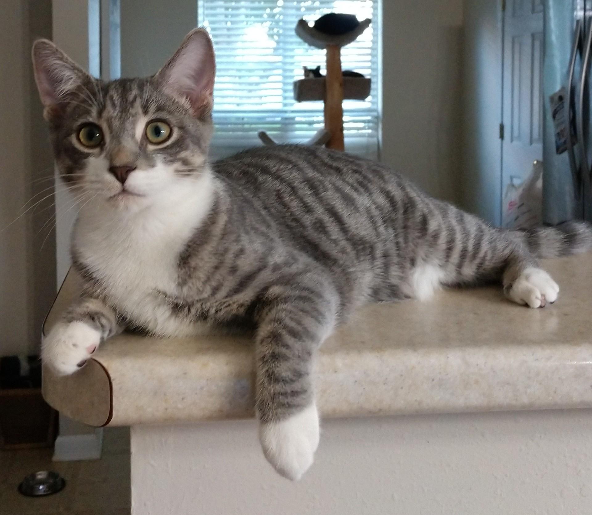 Dorian Grey, Adoptable, Kitten Male Domestic Short Hair.