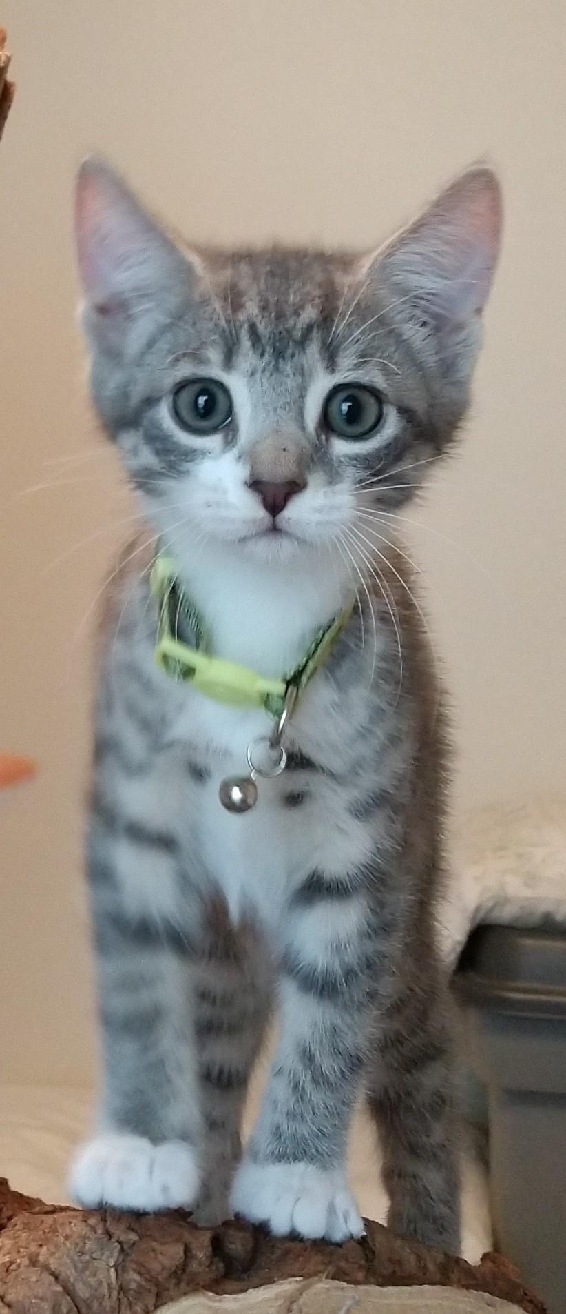 Dorian Grey, Adoptable, Kitten Male Domestic Short Hair.