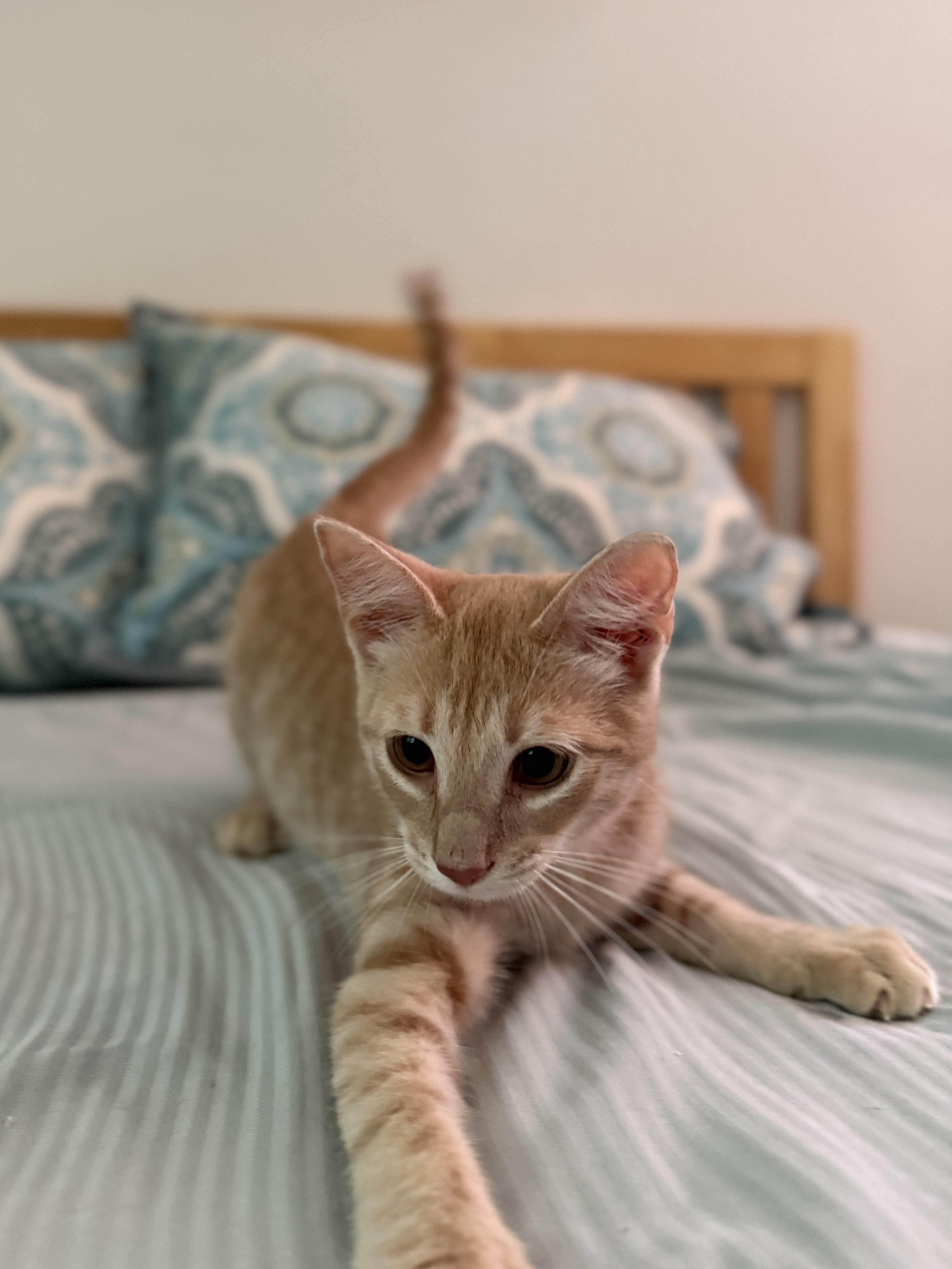 Enlarge Tiger/ Adopted, a Adopted Domestic Short Hair in Monroe Township, NJ image 3/6