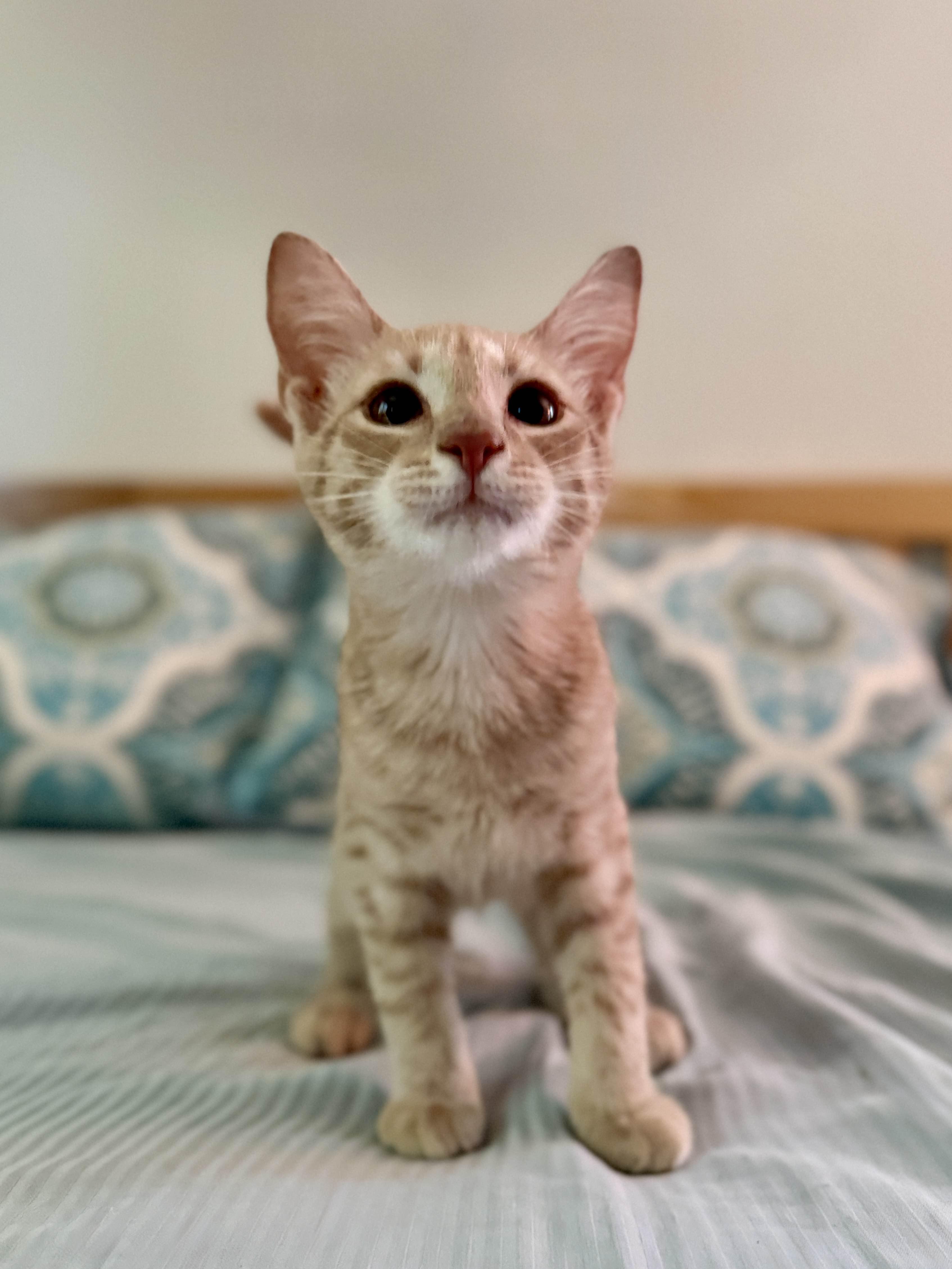 Enlarge Tiger/ Adopted, a Adopted Domestic Short Hair in Monroe Township, NJ image 1/6