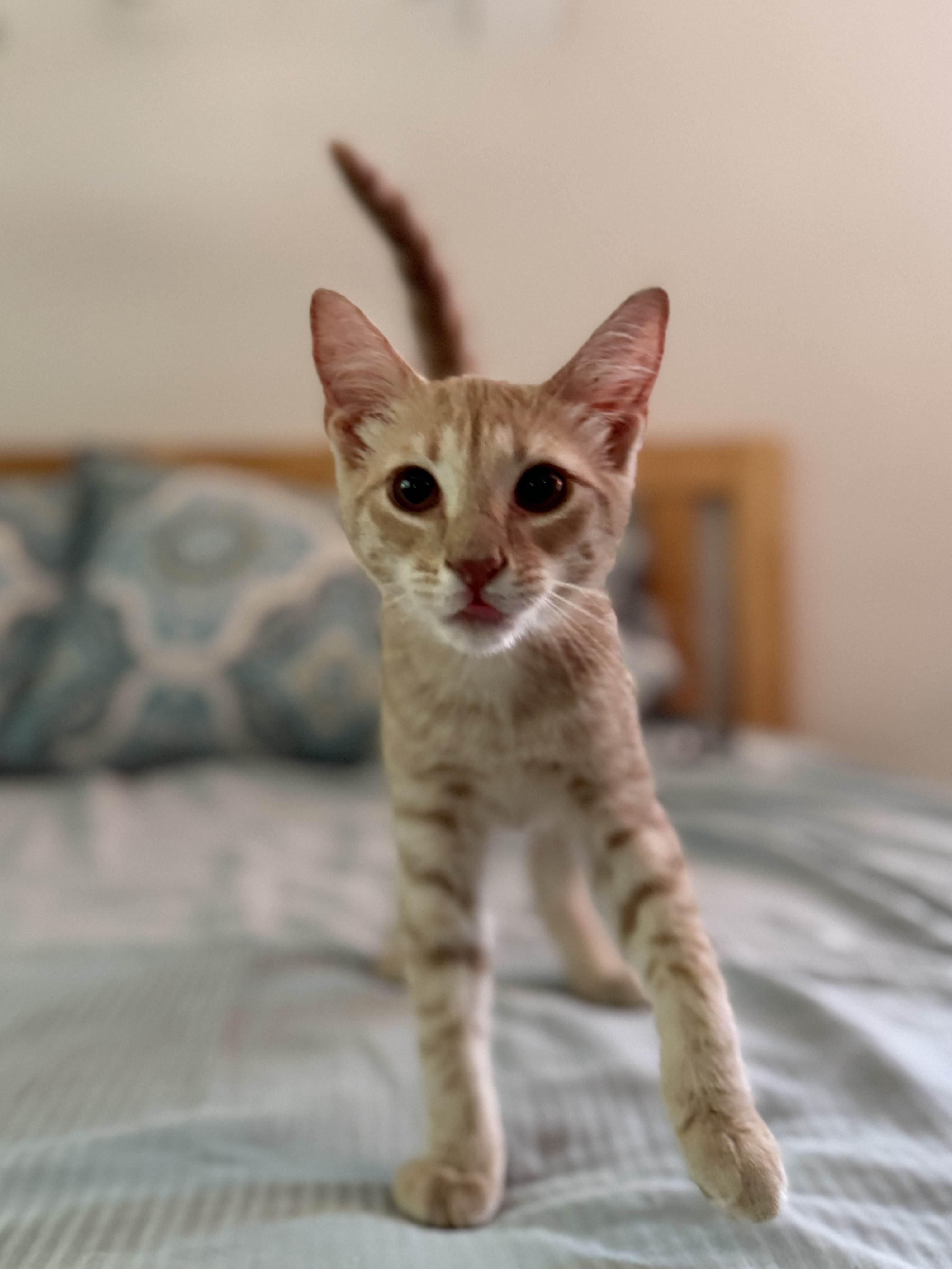 Enlarge Tiger/ Adopted, a Adopted Domestic Short Hair in Monroe Township, NJ image 6/6