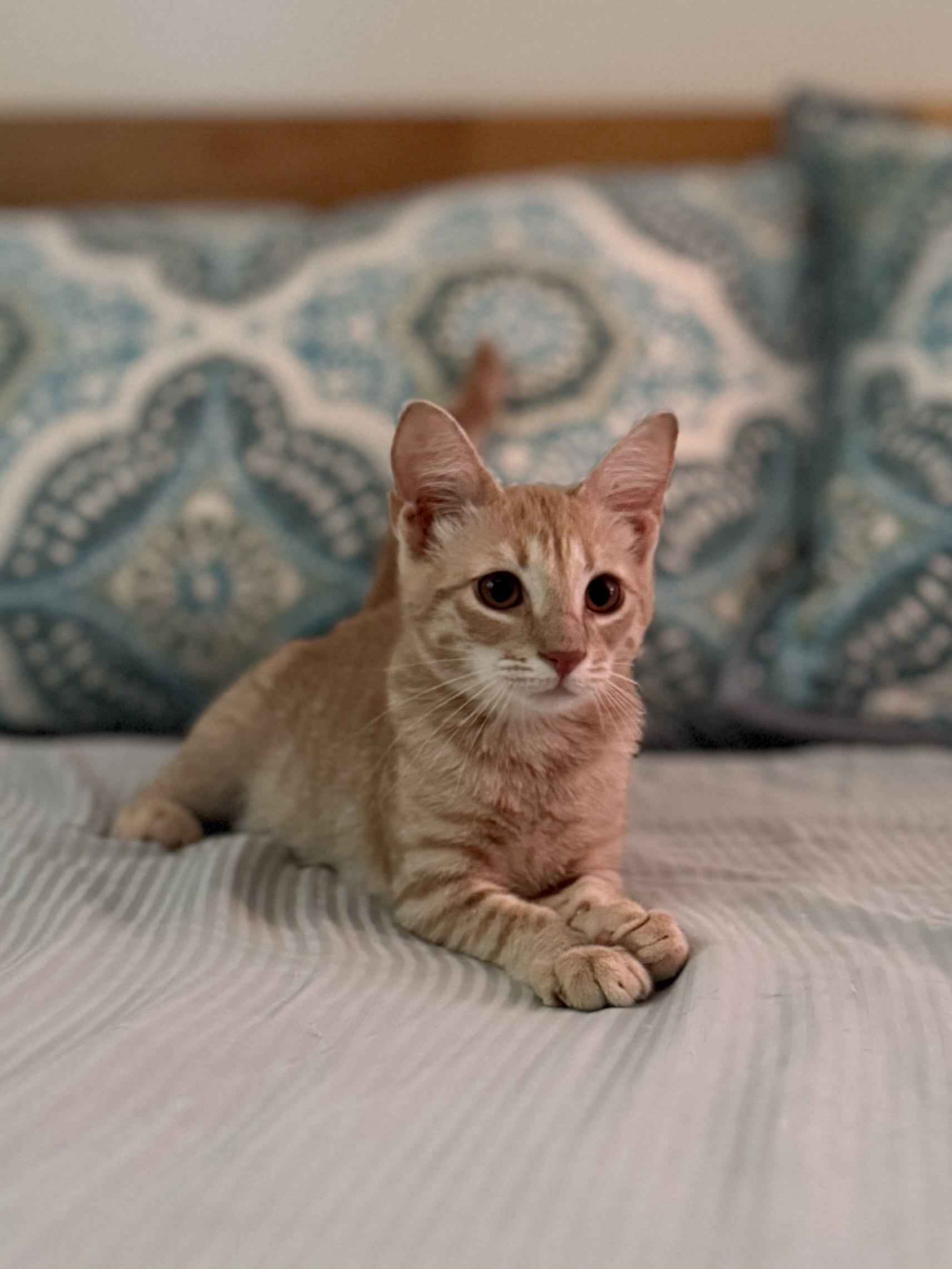 Enlarge Tiger/ Adopted, a Adopted Domestic Short Hair in Monroe Township, NJ image 5/6