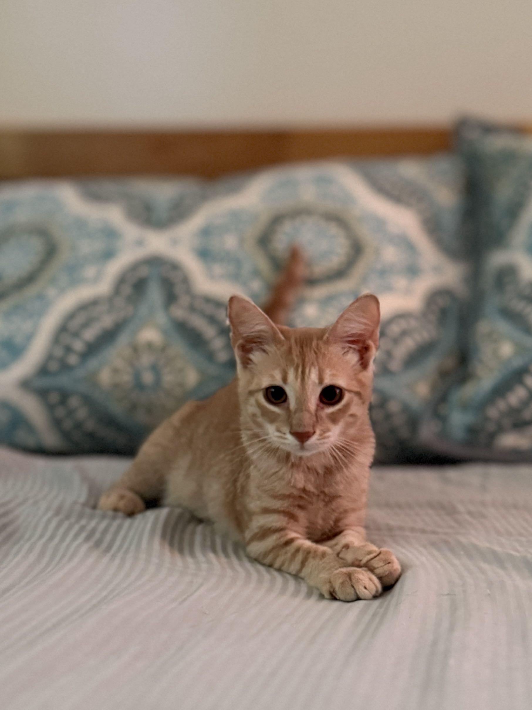 Enlarge Tiger/ Adopted, a Adopted Domestic Short Hair in Monroe Township, NJ image 4/6