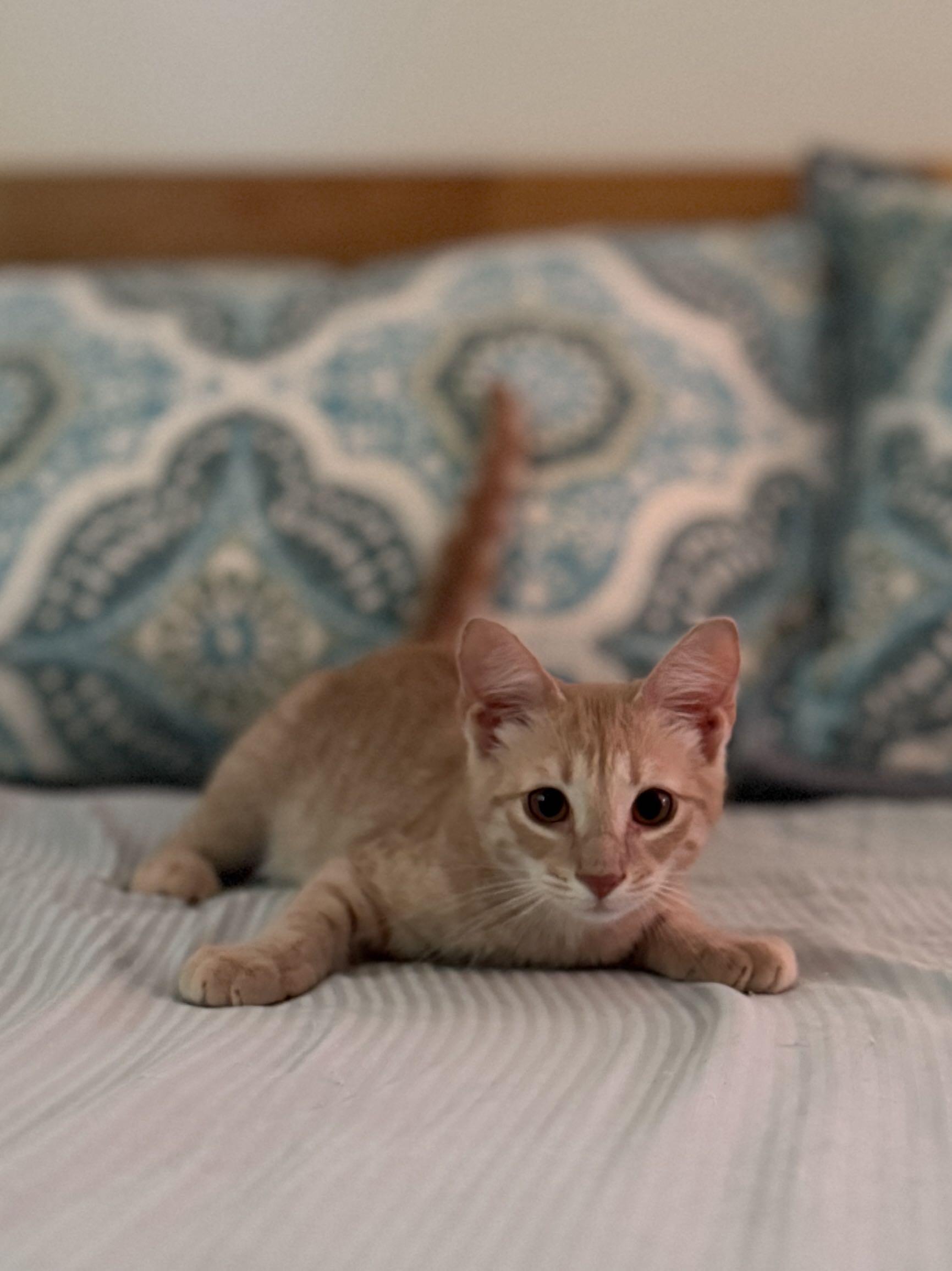 Enlarge Tiger/ Adopted, a Adopted Domestic Short Hair in Monroe Township, NJ image 2/6