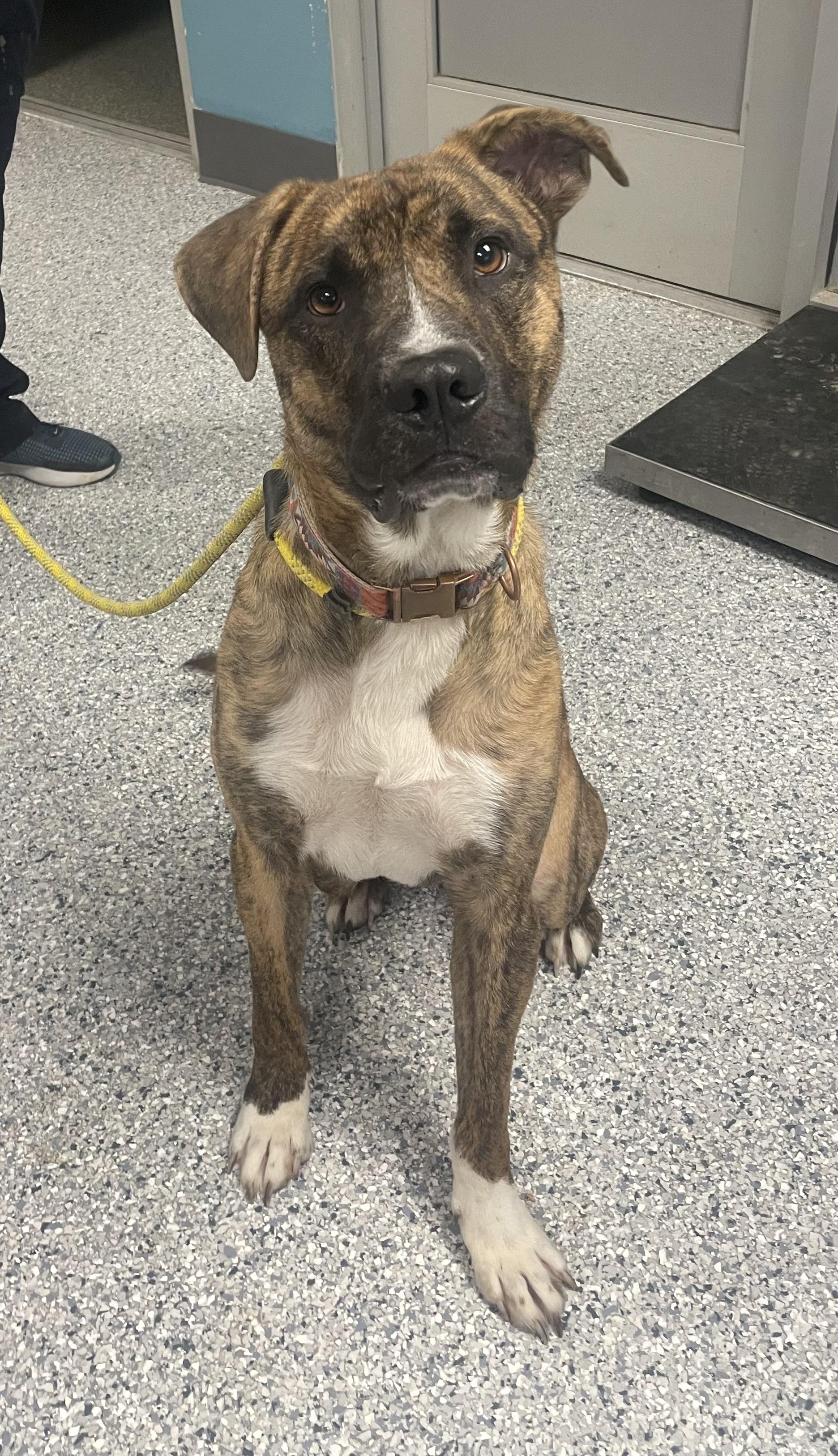 Judah, Adoptable, Adult Male Boxer & Terrier.