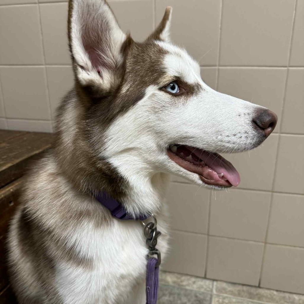 Faroah, Adoptable, Young Male Siberian Husky.