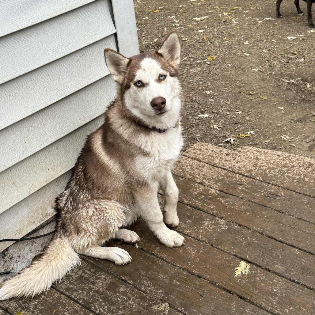 Enlarge Faroah, a Adoptable Siberian Husky in Lima, OH image 2/6