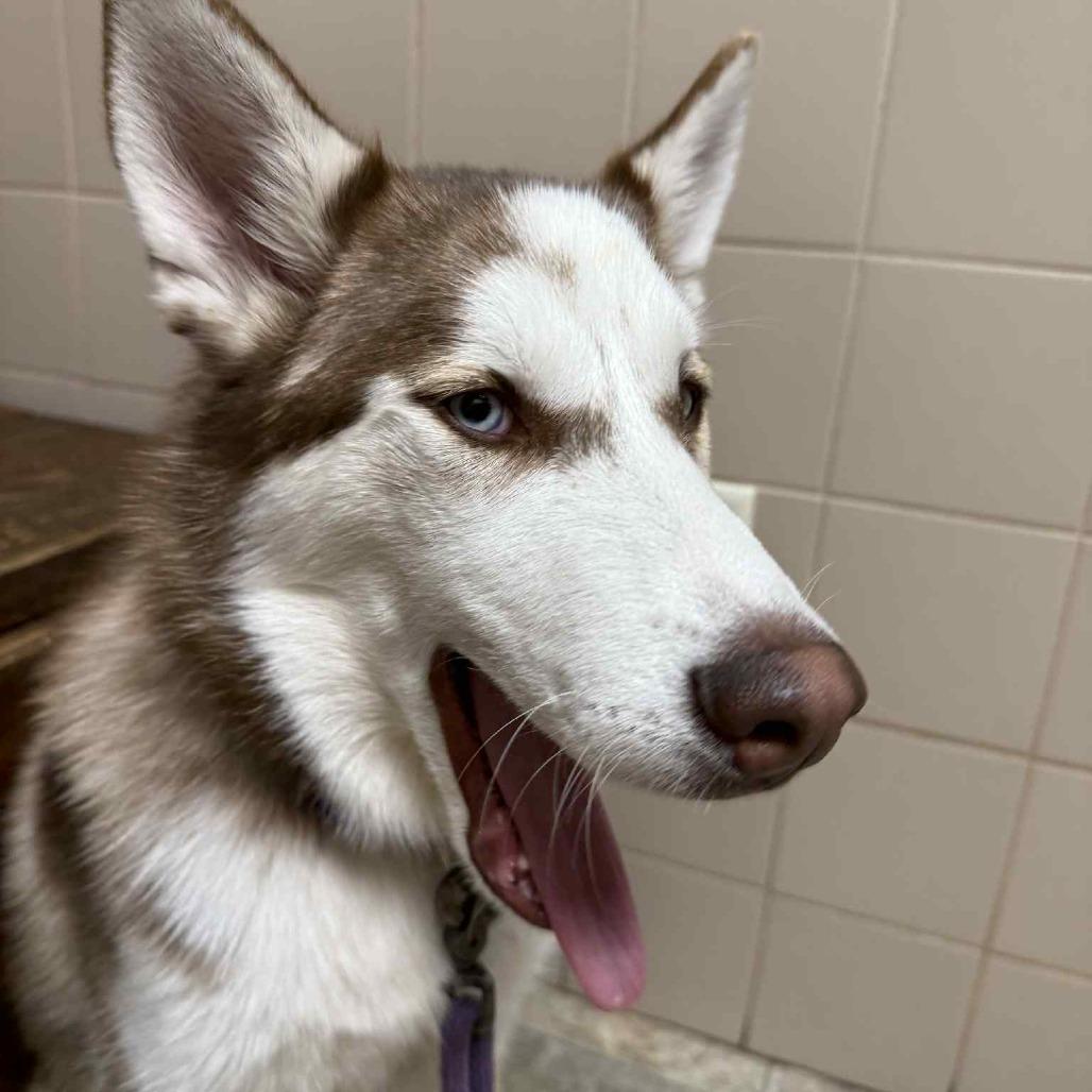 Enlarge Faroah, a Adoptable Siberian Husky in Lima, OH image 3/6