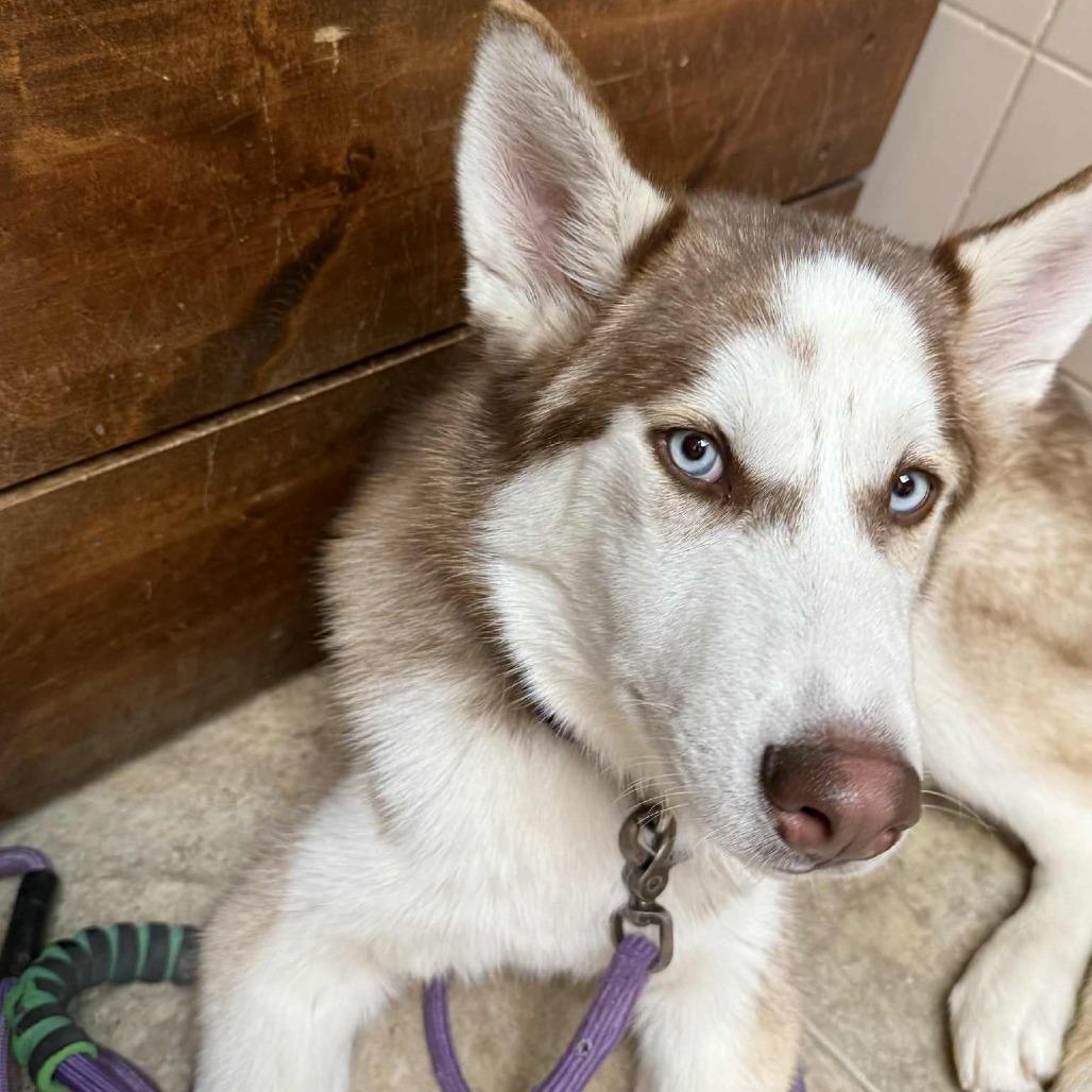 Enlarge Faroah, a Adoptable Siberian Husky in Lima, OH image 4/6