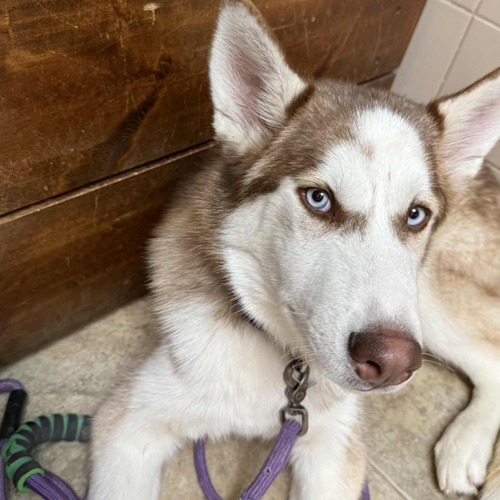 Enlarge Faroah, a Adoptable Siberian Husky in Lima, OH image 5/6