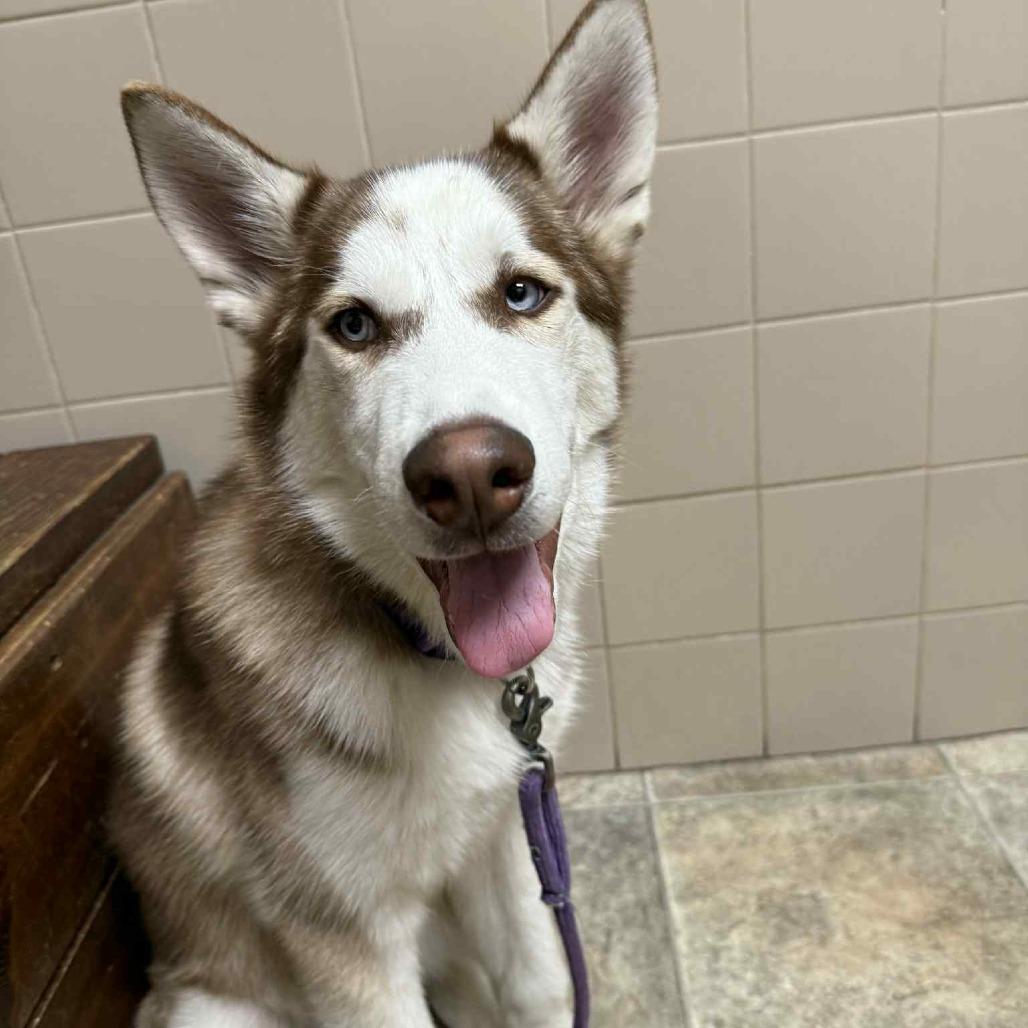 Enlarge Faroah, a Adoptable Siberian Husky in Lima, OH image 6/6