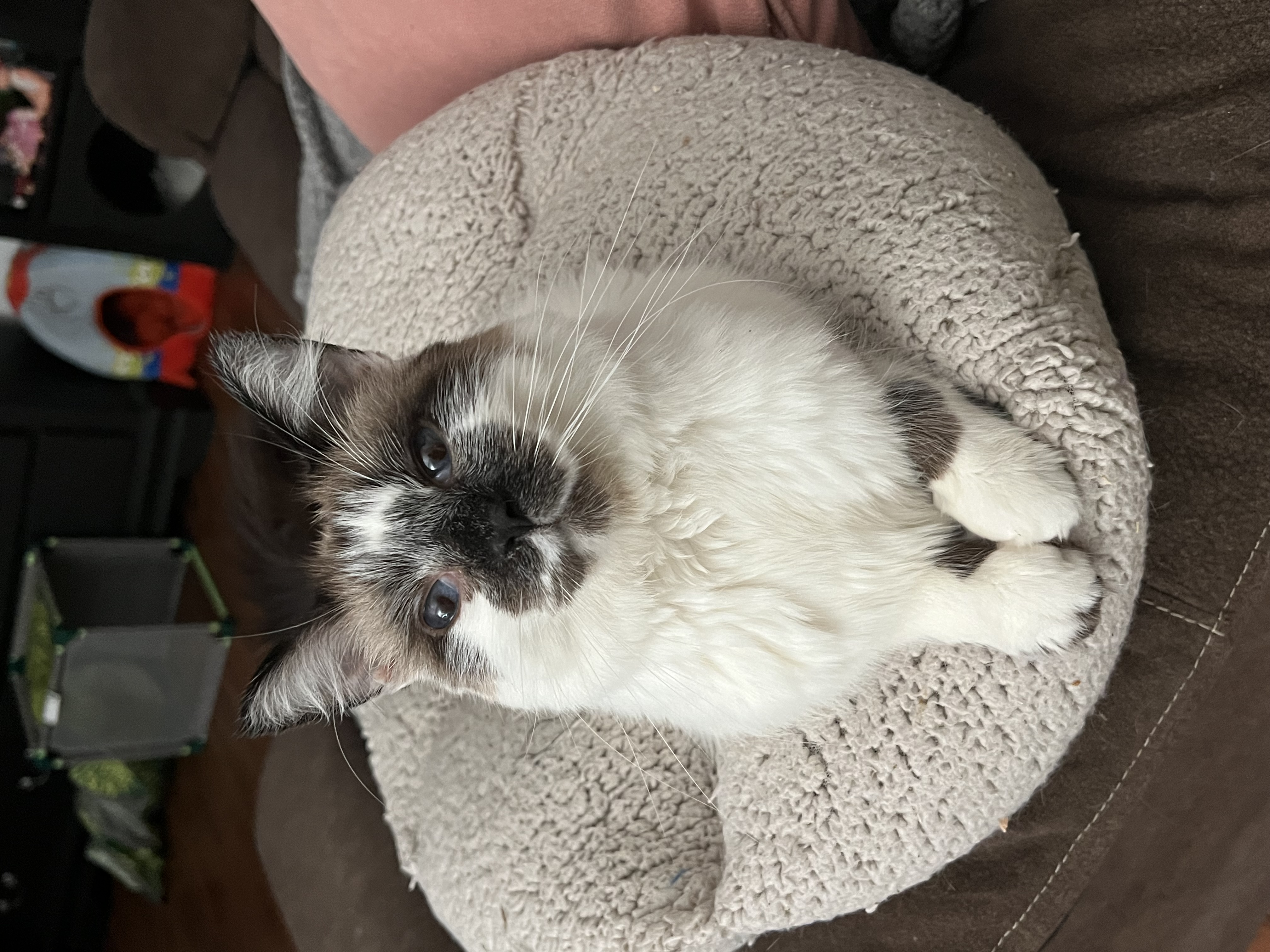 Enlarge Smudge, a Adoptable Snowshoe in San Jose, CA image 3/6