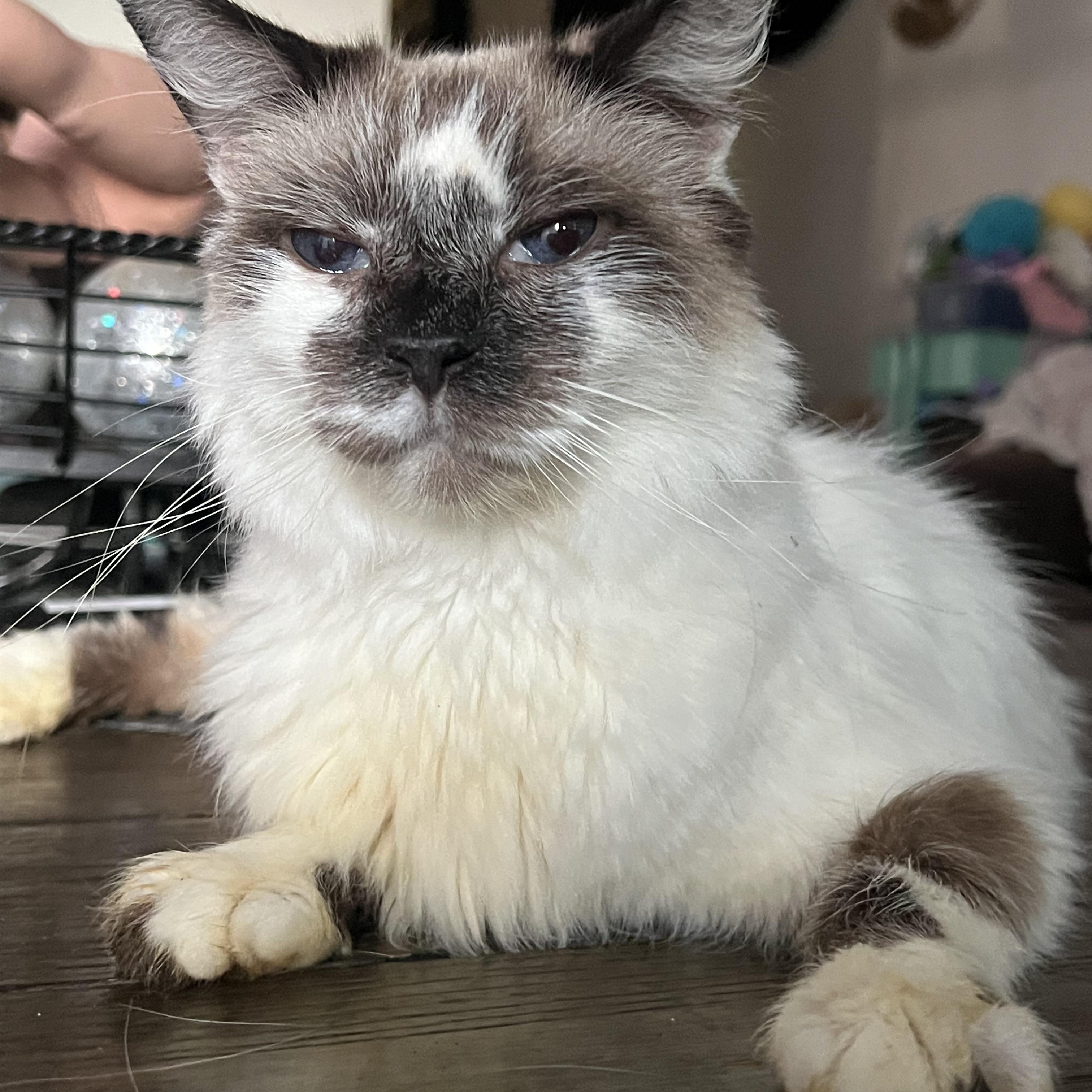 Enlarge Smudge, a Adoptable Snowshoe in San Jose, CA image 6/6