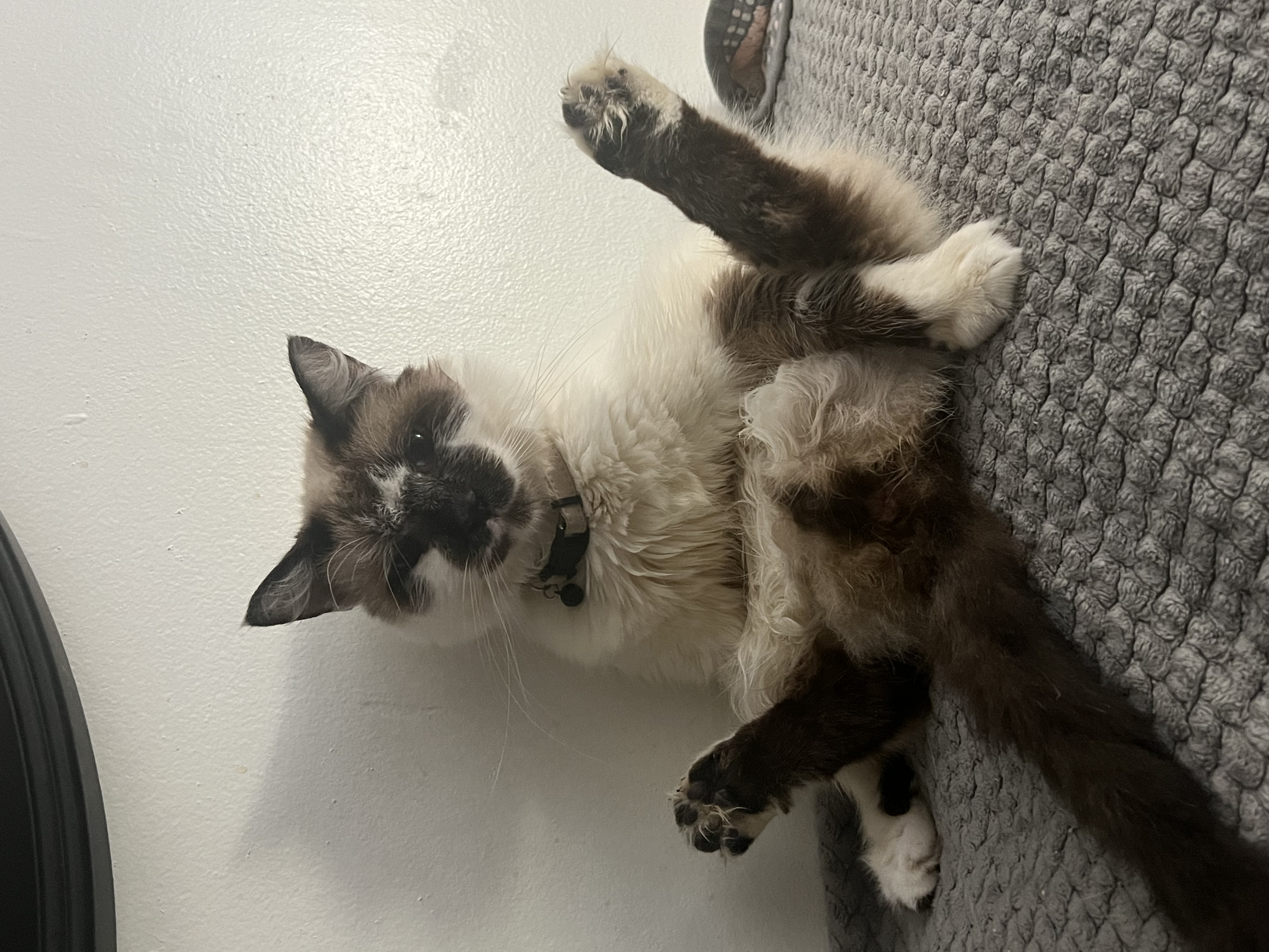 Smudge, Adoptable, Adult Male Snowshoe.