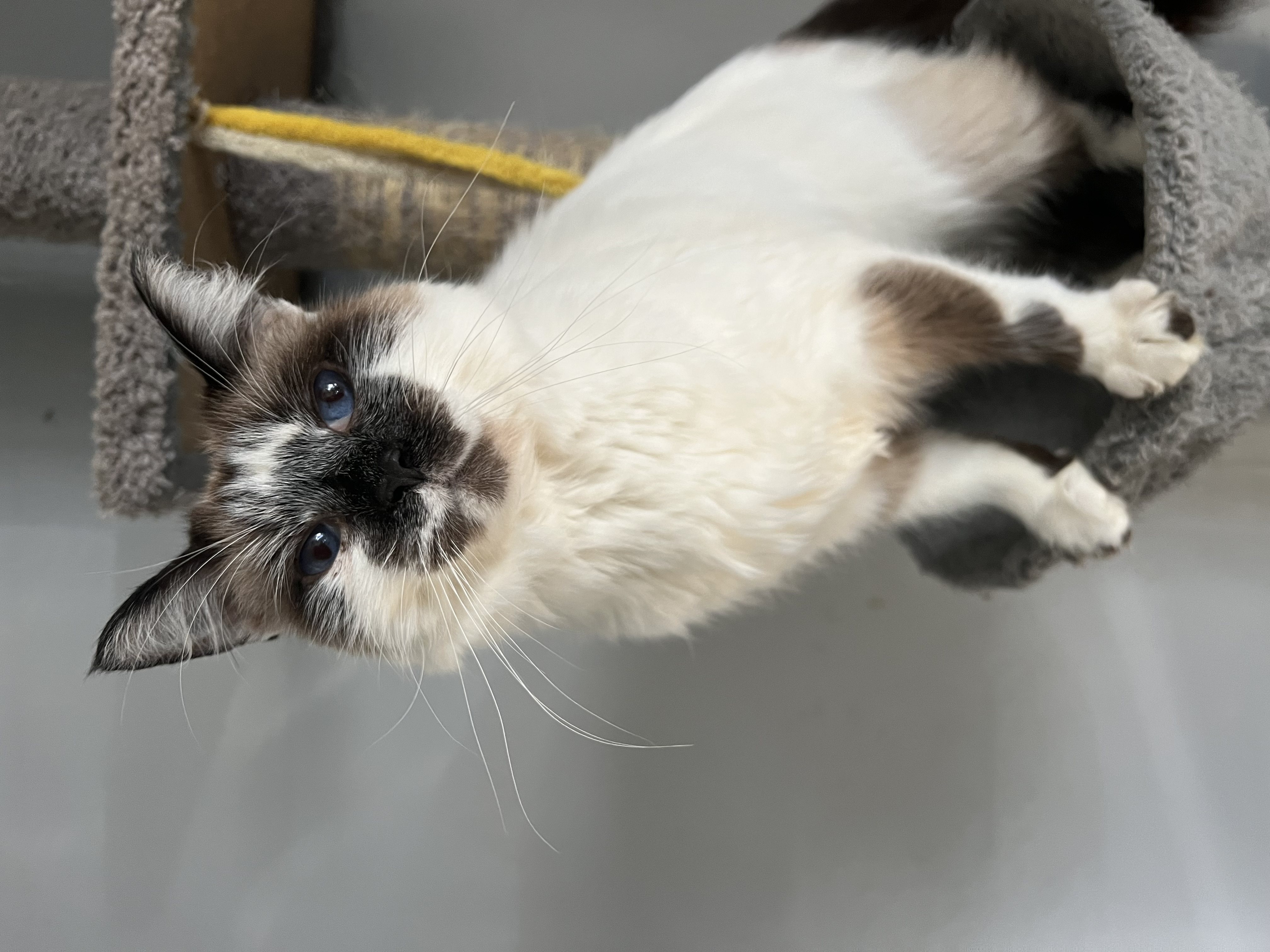 Enlarge Smudge, a Adoptable Snowshoe in San Jose, CA image 4/6