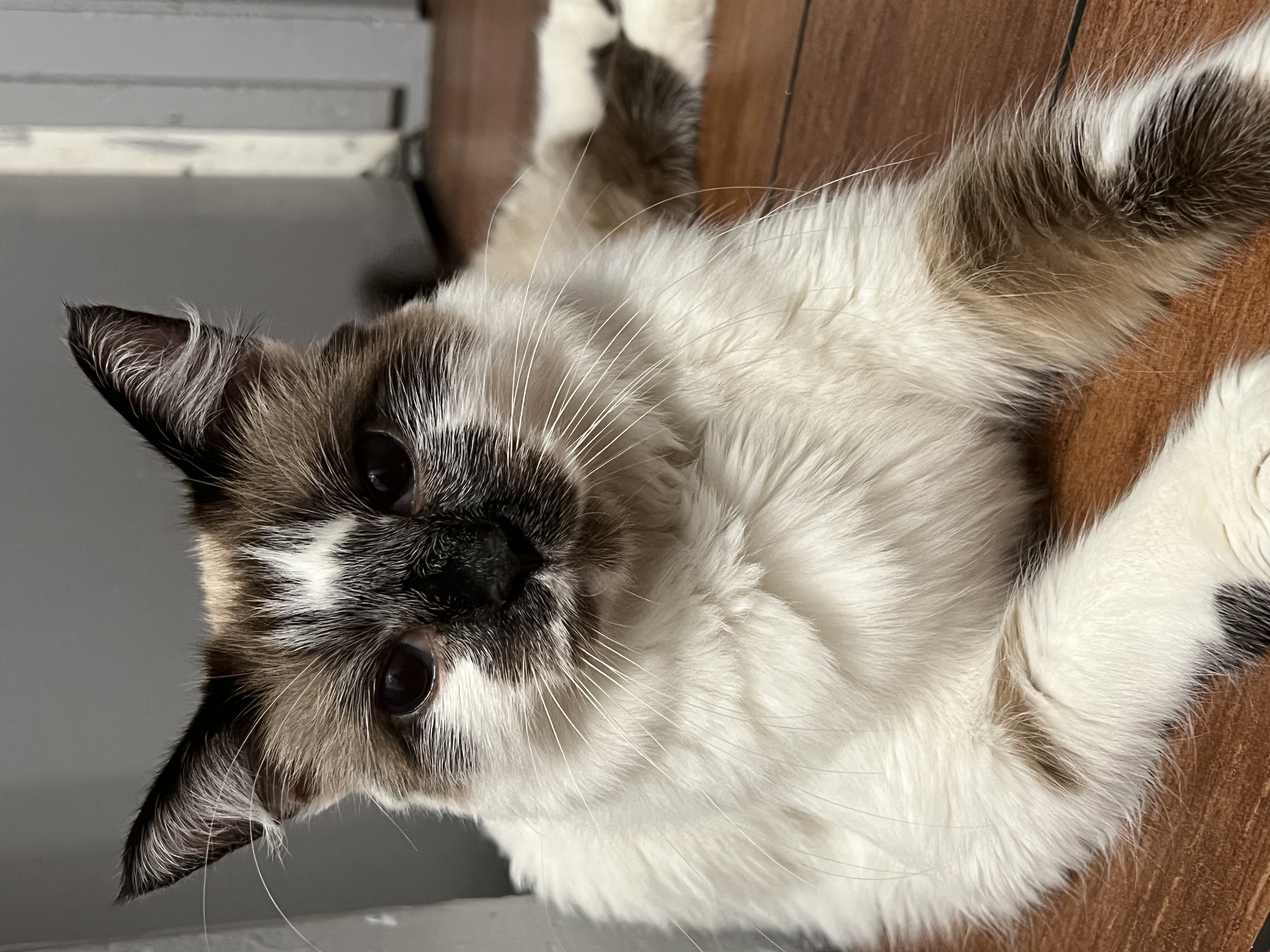 Enlarge Smudge, a Adoptable Snowshoe in San Jose, CA image 5/6