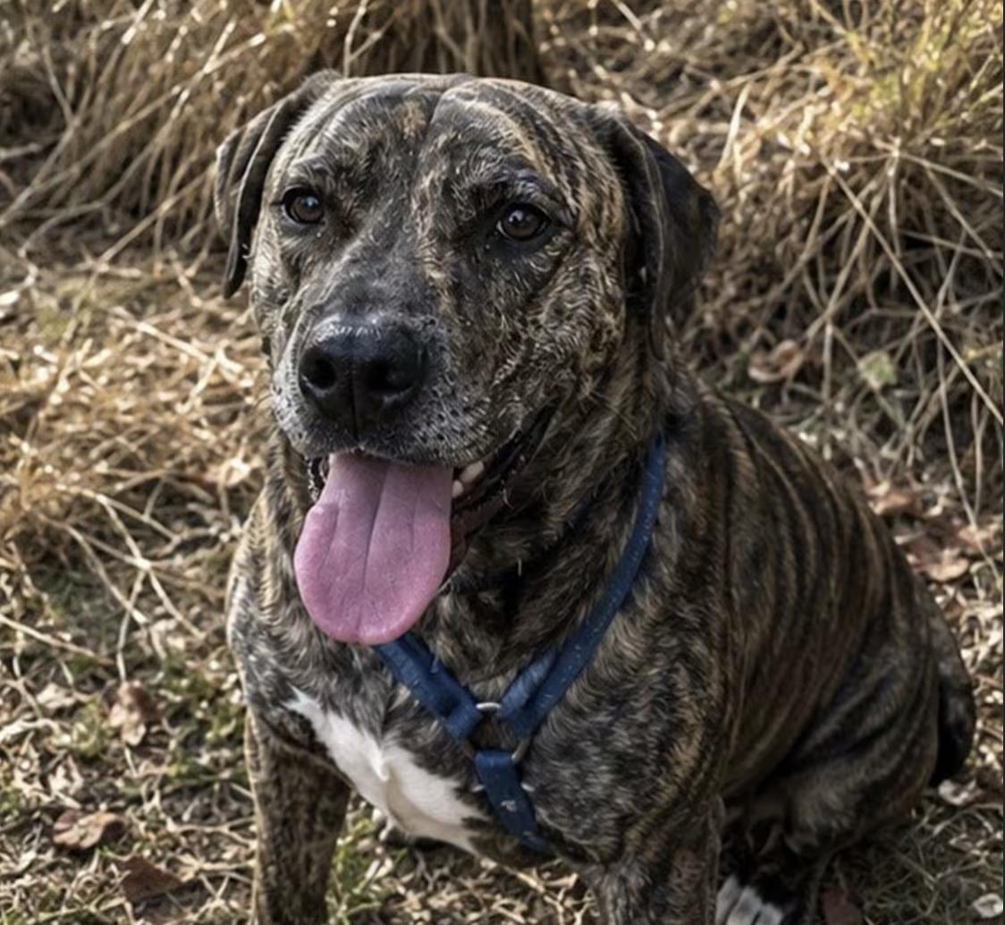 Enlarge May, a Adoptable mixed breed in Pittsburgh, PA image 2/3