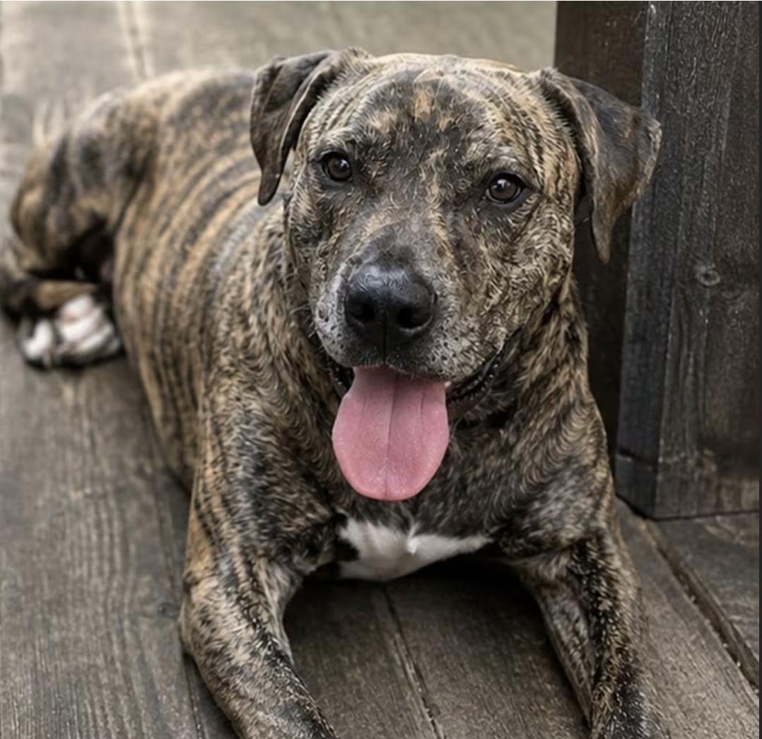 Enlarge May, a Adoptable mixed breed in Pittsburgh, PA image 1/3