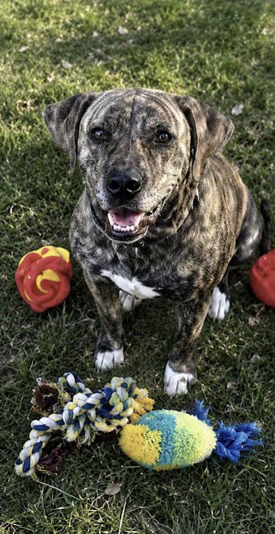 Enlarge May, a Adoptable mixed breed in Pittsburgh, PA image 3/3