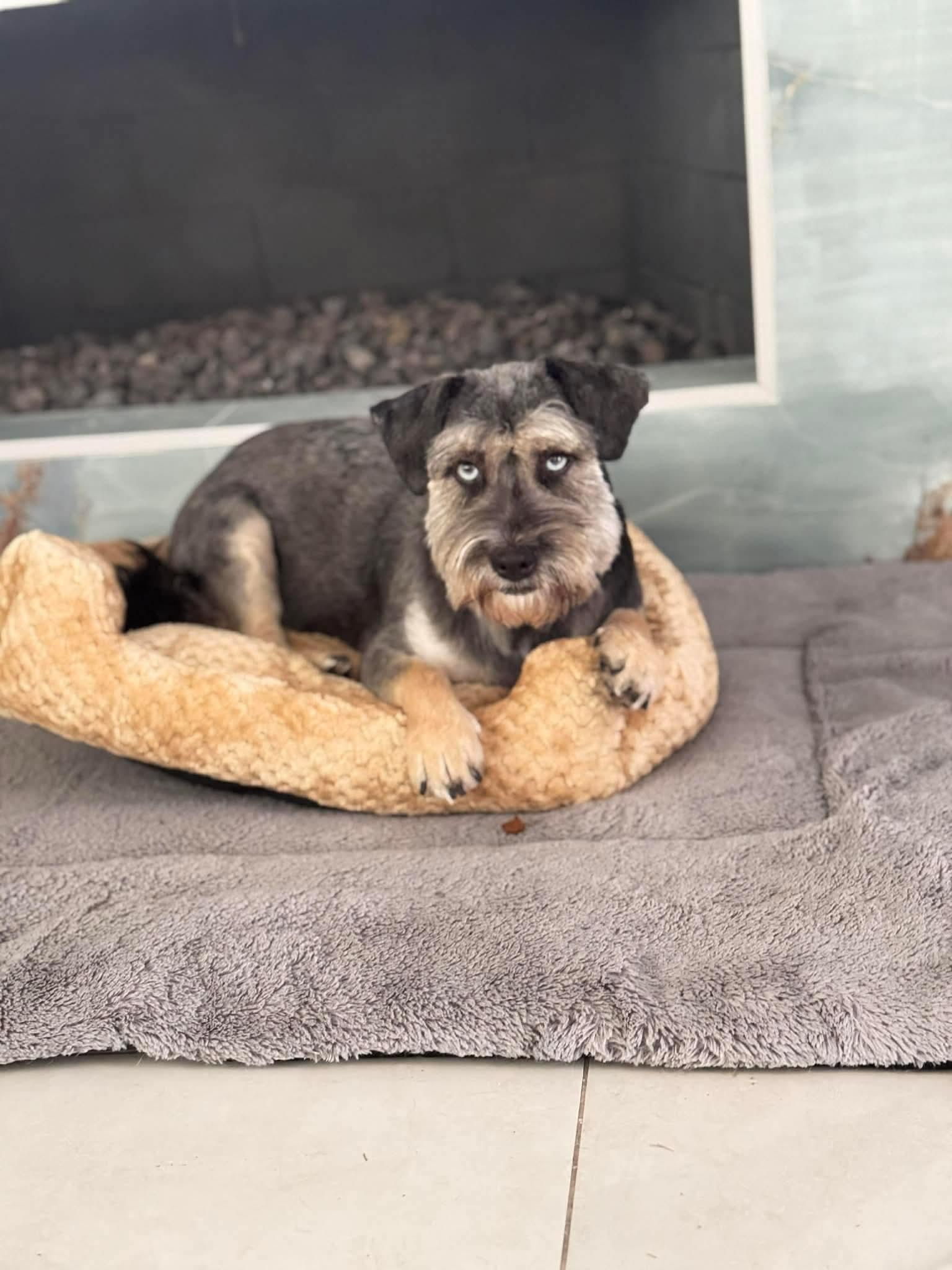 Coco, a Adoptable Schnauzer in Orange, CA image 2/3