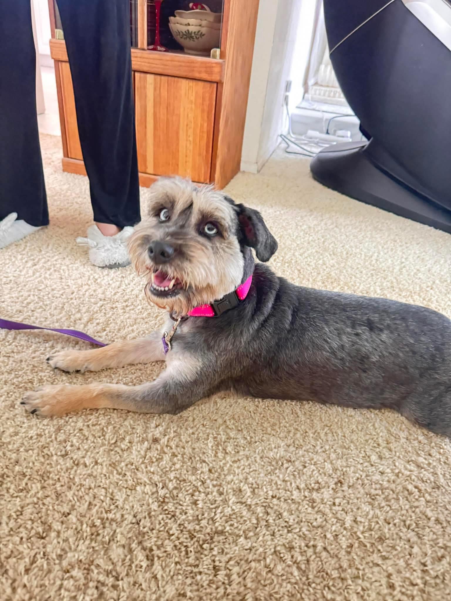 Coco, a Adoptable Schnauzer in Orange, CA image 3/3