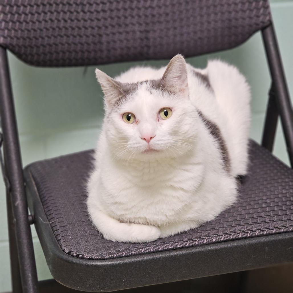 Enlarge Gizmo--In Foster, a Adoptable Domestic Short Hair in Fargo, ND image 1/6