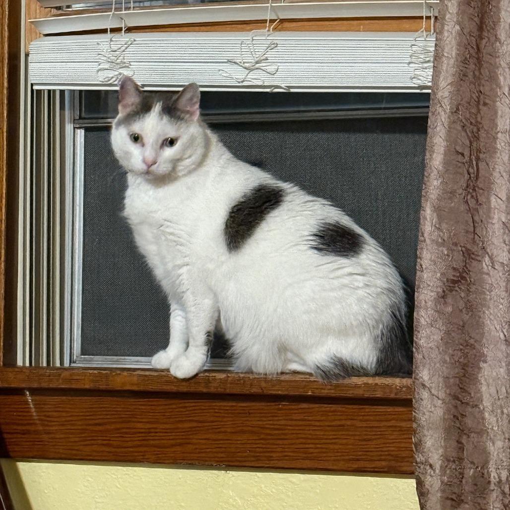 Enlarge Gizmo--In Foster, a Adoptable Domestic Short Hair in Fargo, ND image 2/6