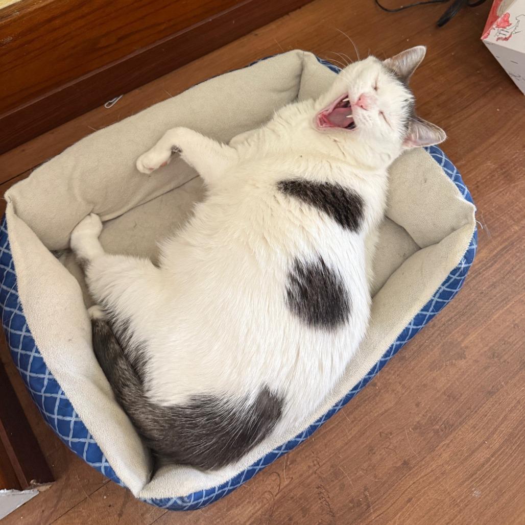 Enlarge Gizmo--In Foster, a Adoptable Domestic Short Hair in Fargo, ND image 3/6