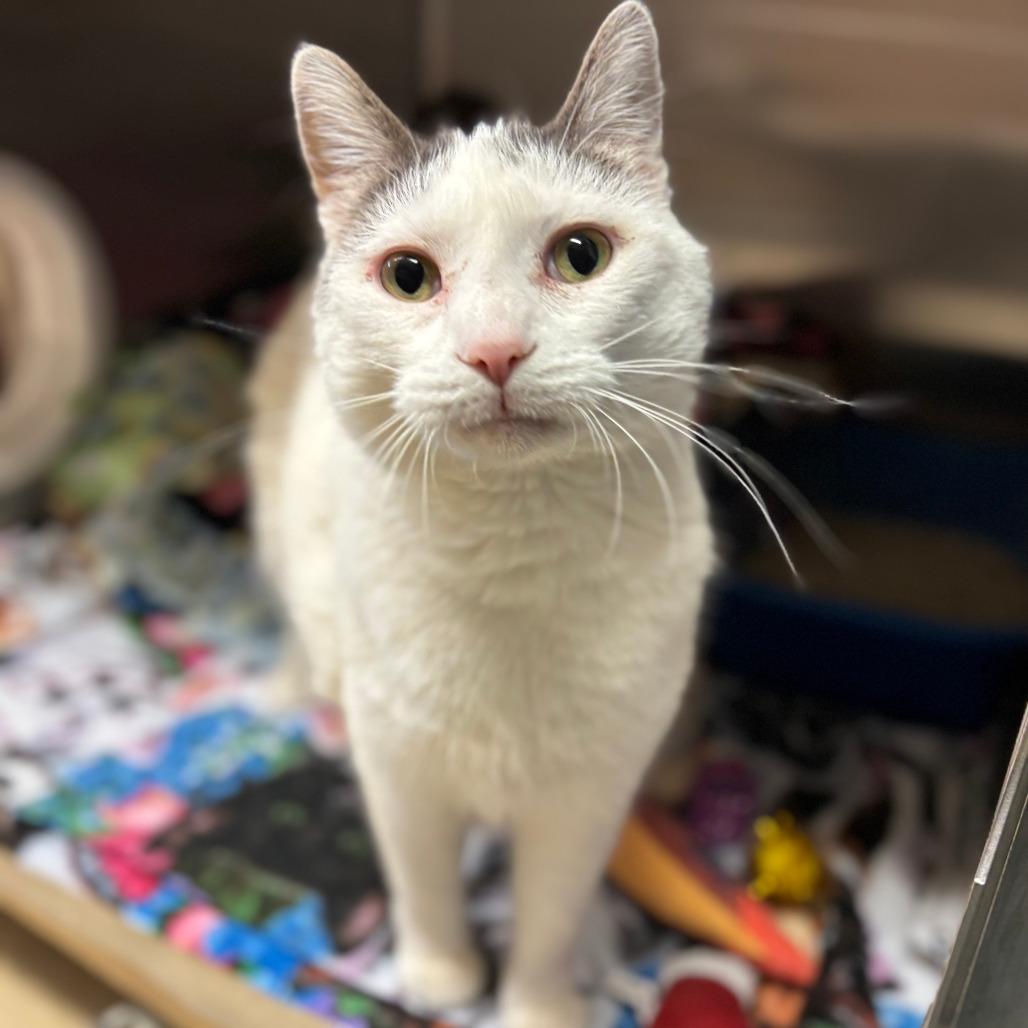 Enlarge Gizmo--In Foster, a Adoptable Domestic Short Hair in Fargo, ND image 4/6