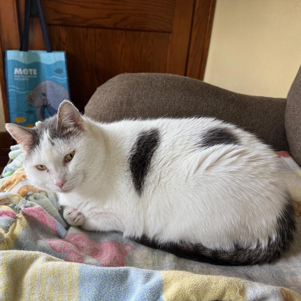 Enlarge Gizmo--In Foster, a Adoptable Domestic Short Hair in Fargo, ND image 5/6