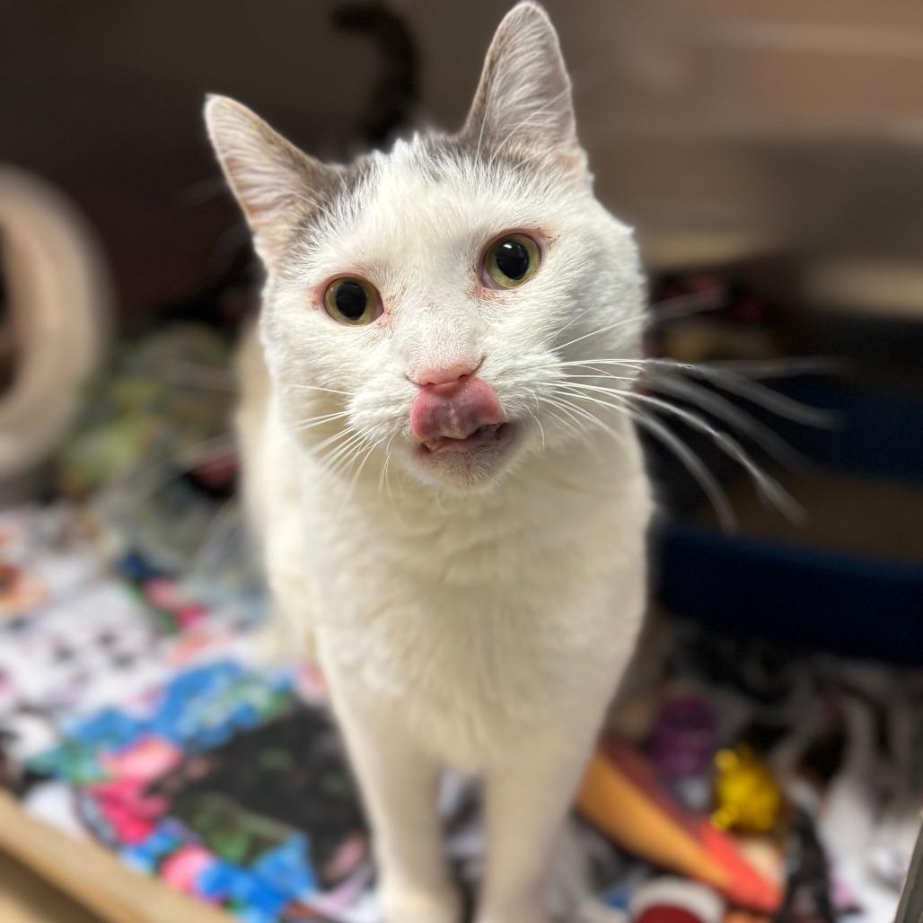 Enlarge Gizmo--In Foster, a Adoptable Domestic Short Hair in Fargo, ND image 6/6