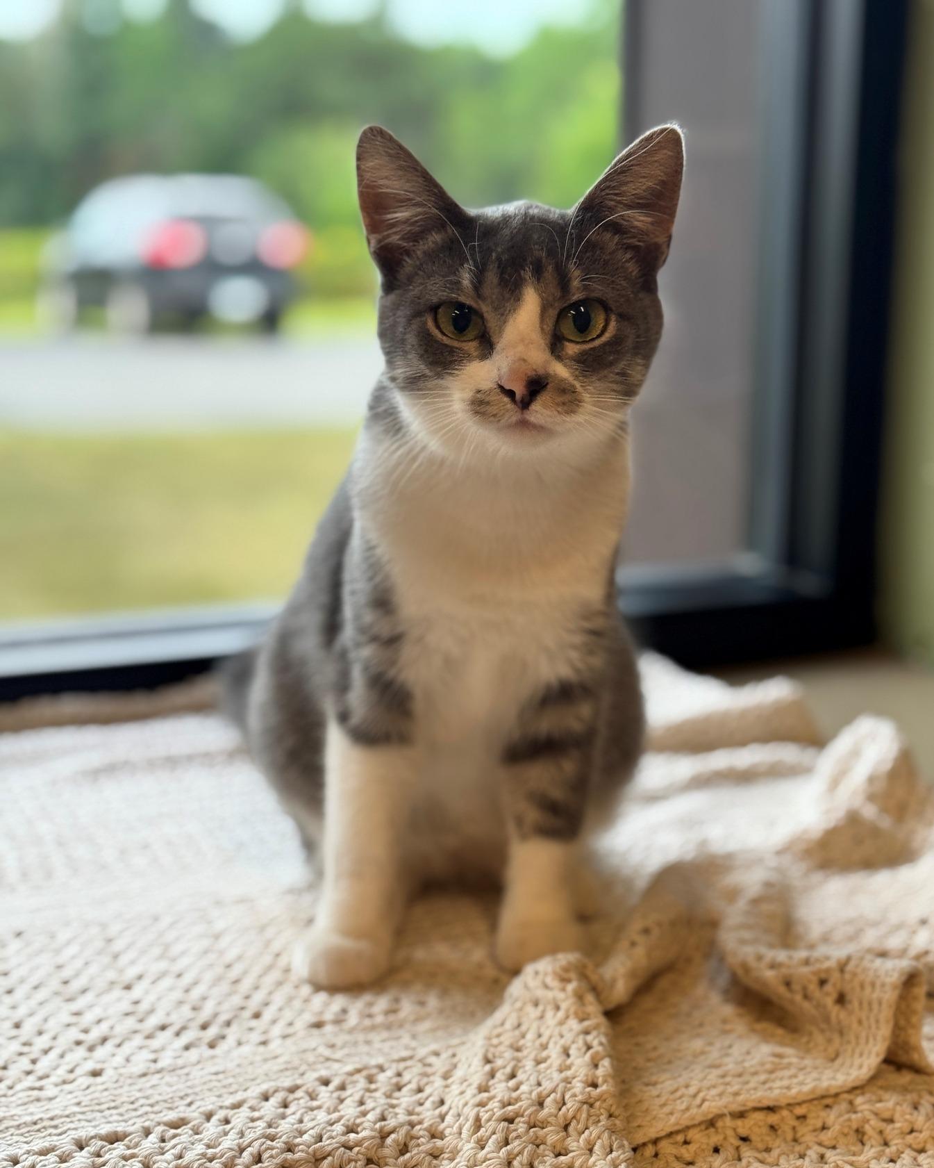 Bobby, an adoptable Domestic Short Hair in Hackensack, MN, 56452 | Photo Image 5