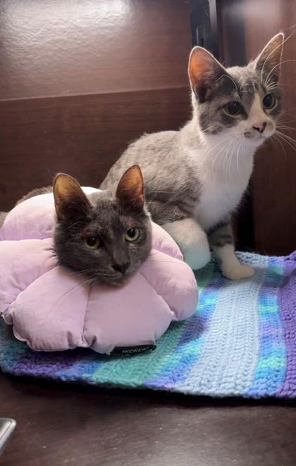 Bobby, an adoptable Domestic Short Hair in Hackensack, MN, 56452 | Photo Image 4