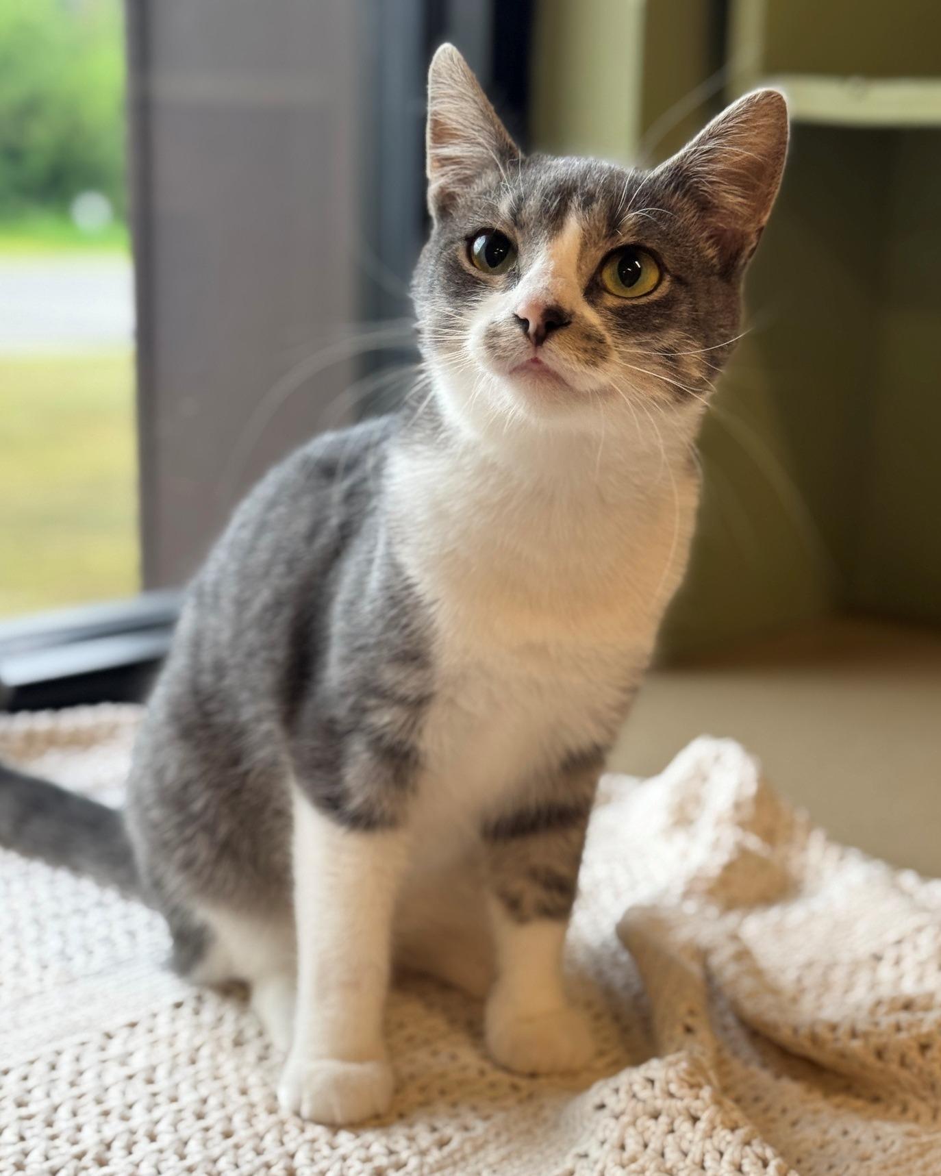 Bobby, a Adoptable mixed breed in Hackensack, MN image 3/5