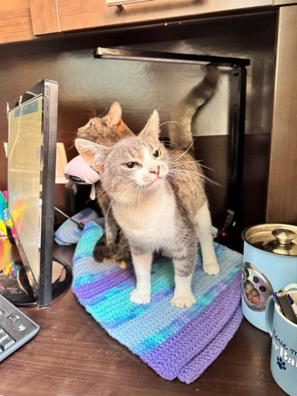 Bobby, a Adoptable mixed breed in Hackensack, MN image 4/5