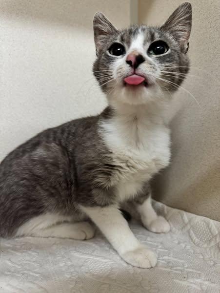 Bobby, a Adoptable mixed breed in Hackensack, MN image 5/5