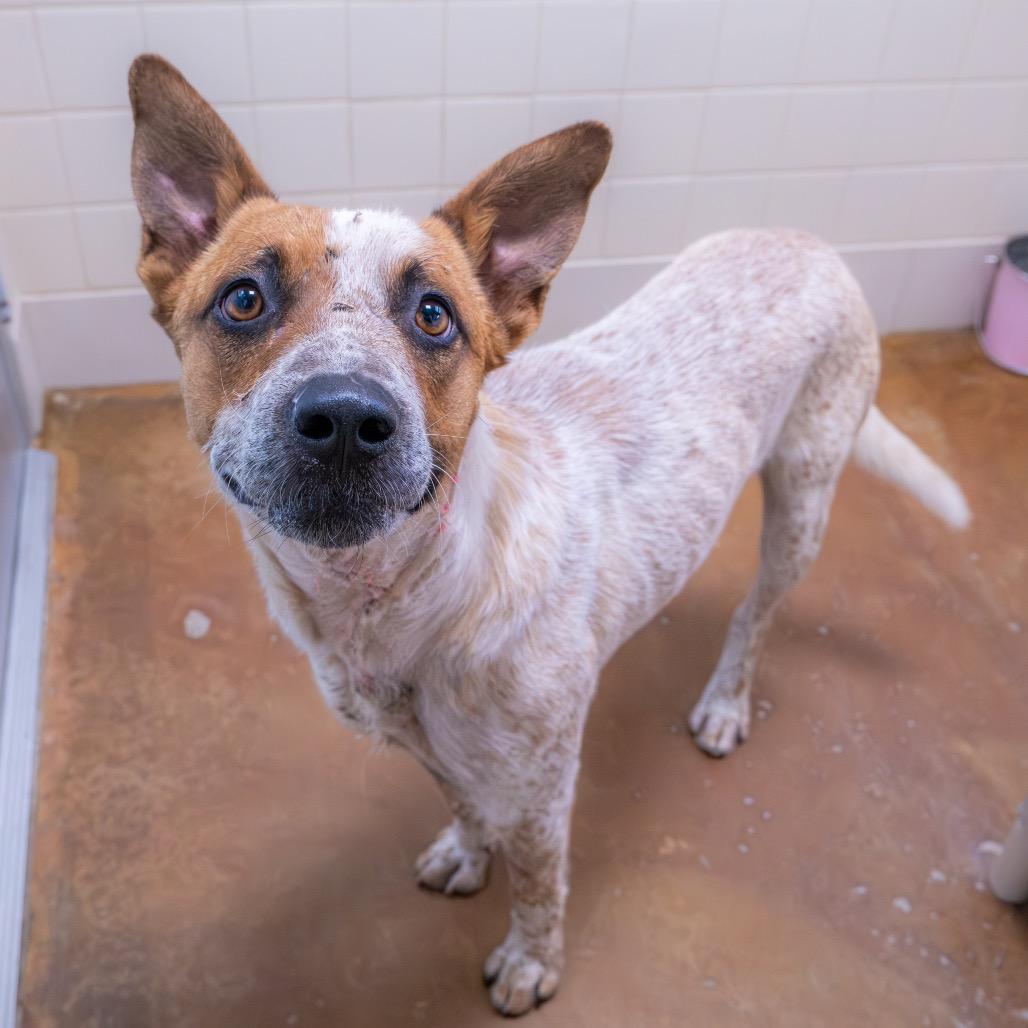 Rango, Adoptable, Adult Male Cattle Dog.