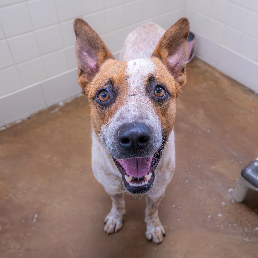 Rango, a Adoptable Cattle Dog in Albuquerque, NM image 2/6