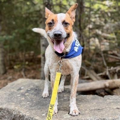 Rango, a Adoptable Cattle Dog in Albuquerque, NM image 3/6