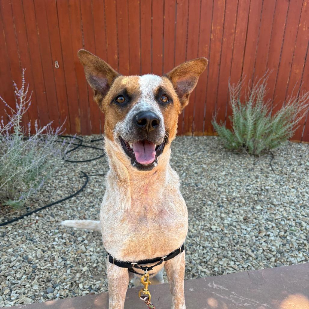 Rango, a Adoptable Cattle Dog in Albuquerque, NM image 4/6