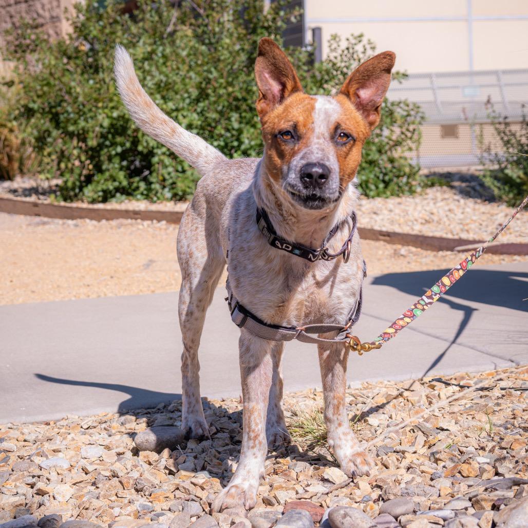 Rango, a Adoptable Cattle Dog in Albuquerque, NM image 5/6