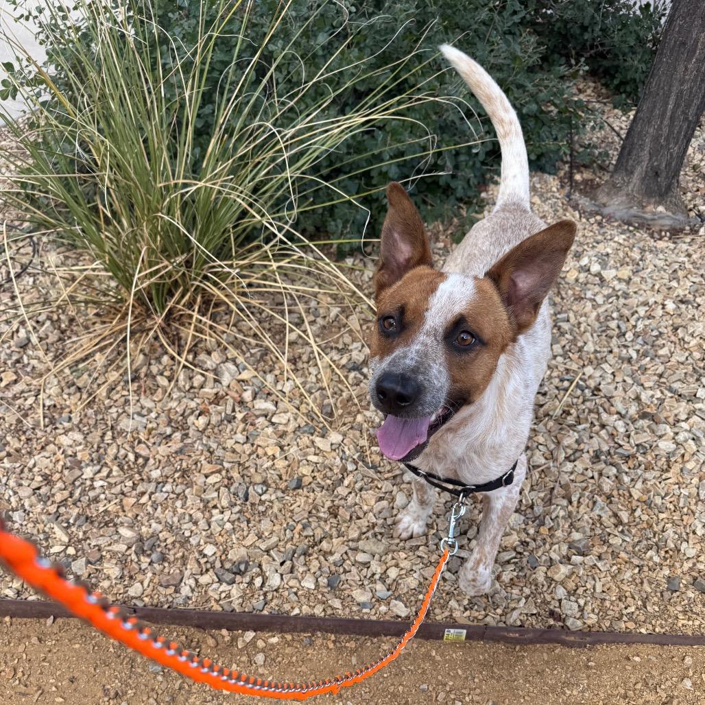 Rango, a Adoptable Cattle Dog in Albuquerque, NM image 6/6