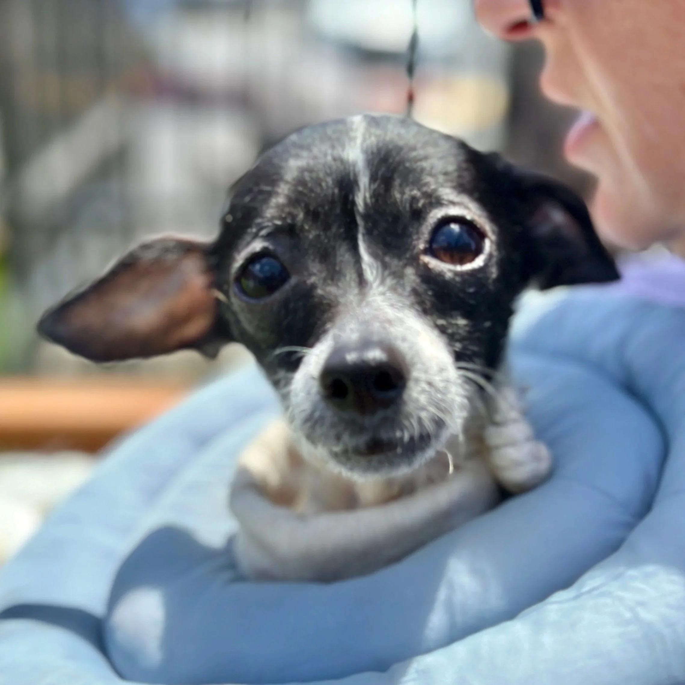 DINKY, ADOPTABLE, Adult Female Chihuahua.