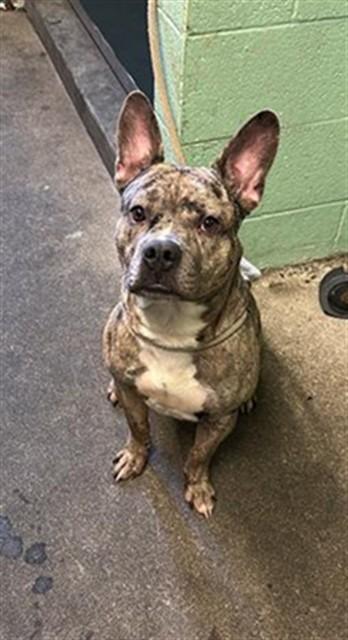 Enlarge BENNY, a Adoptable Pit Bull Terrier in Sacramento, CA image 1/1