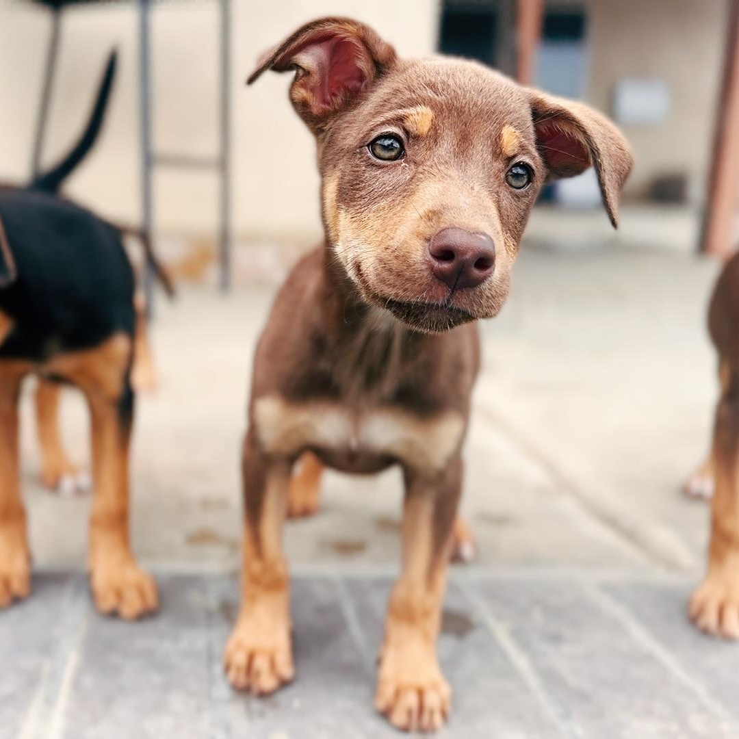 Misty, ADOPTABLE, Puppy Female Doberman Pinscher.