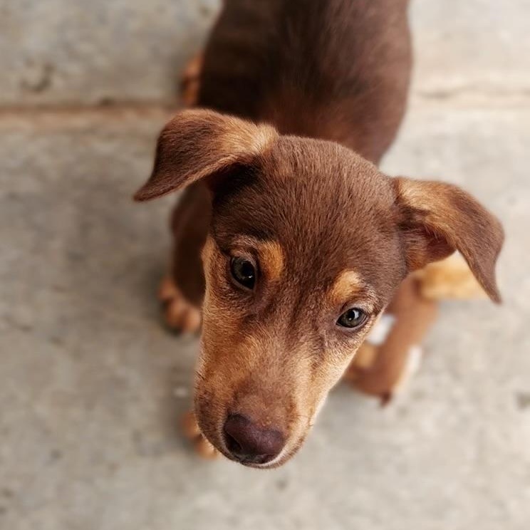 Misty, a ADOPTABLE Doberman Pinscher in Van Nuys, CA image 4/4