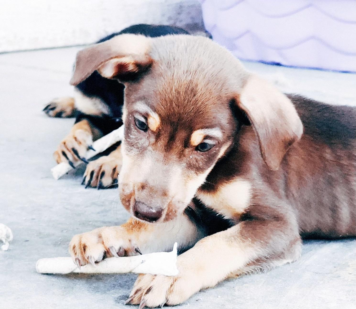 Misty, a ADOPTABLE Doberman Pinscher in Van Nuys, CA image 2/4