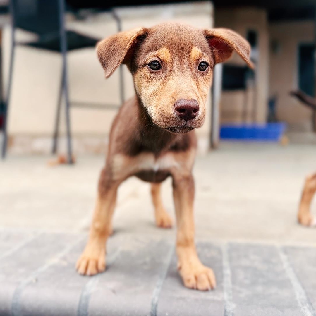 Misty, a ADOPTABLE Doberman Pinscher in Van Nuys, CA image 3/4